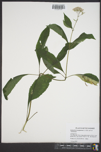 Eutrochium purpureum image