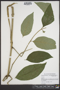 Fraxinus americana var. biltmoreana image