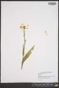 Platanthera ciliaris image