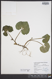 Image Associated With the Occurence