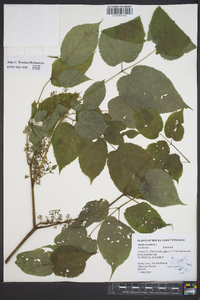 Aralia racemosa image