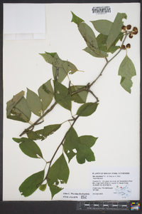 Ilex montana image