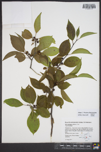 Ilex ambigua image