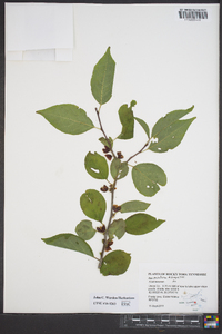 Ilex montana image