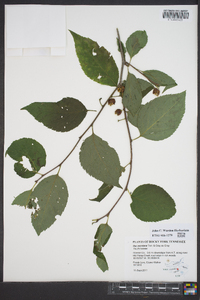 Ilex montana image