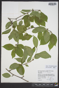 Ilex montana image