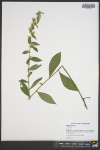 Solidago bicolor image