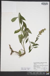 Solidago erecta image