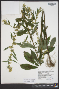 Solidago curtisii image