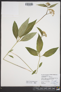 Asclepias quadrifolia image