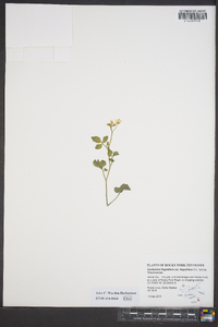 Cardamine flagellifera var. flagellifera image