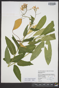 Hesperis matronalis image