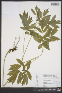 Caulophyllum thalictroides image