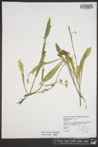 Crepis capillaris image