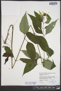 Helianthus decapetalus image