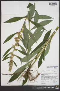 Solidago curtisii image