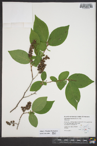 Leucothoe recurva image