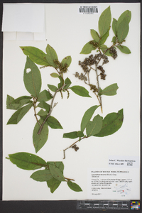 Leucothoe recurva image