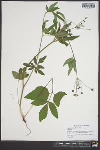 Zizia trifoliata image