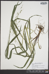 Bromus pubescens image