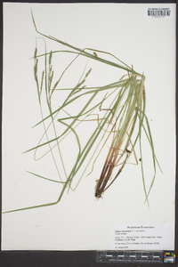 Carex roanensis image