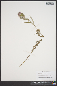 Cirsium altissimum image