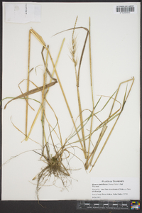 Elymus glabriflorus image