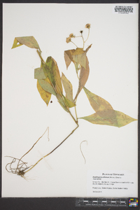 Doellingeria infirma image