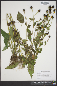 Helianthus decapetalus image