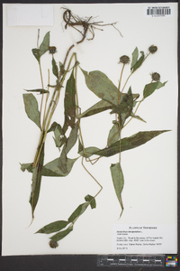 Helianthus decapetalus image