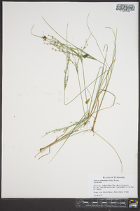 Juncus anthelatus image