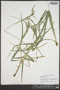 Carex scabrata image