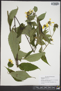 Helianthus decapetalus image