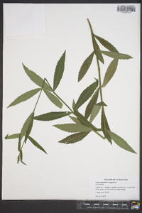 Dracocephalum virginianum image
