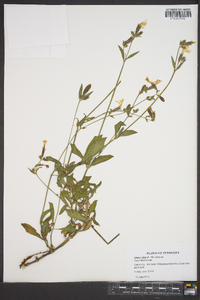 Silene latifolia image