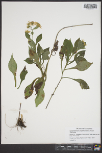 Symphyotrichum urophyllum image