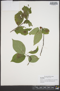 Ilex montana image