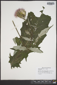 Cirsium altissimum image