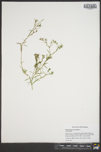 Polypremum procumbens image