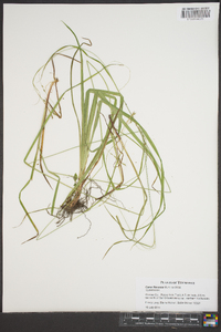 Carex flexuosa image