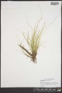 Carex appalachica image