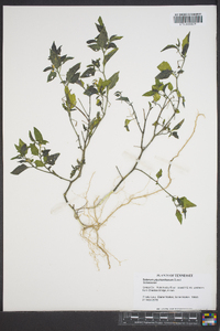 Solanum ptychanthum image
