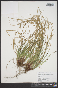 Carex nigromarginata image