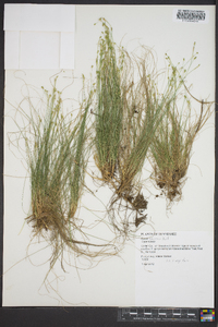 Carex eburnea image