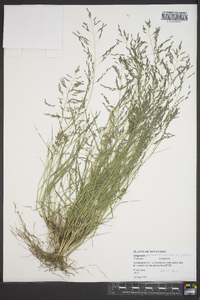 Eragrostis pectinacea var. pectinacea image