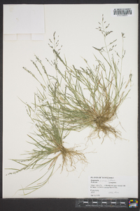 Eragrostis pilosa image