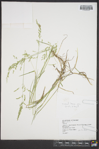 Poa trivialis image