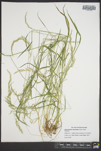 Sphenopholis intermedia image
