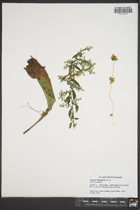 Cuscuta campestris image