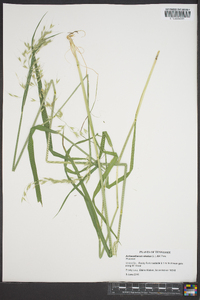 Arrhenatherum elatius image
